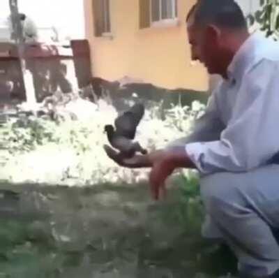 Releasing a bird back into the wild