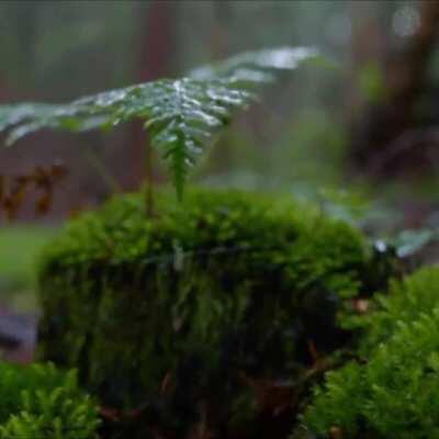 Hey I made another rain sound video clip