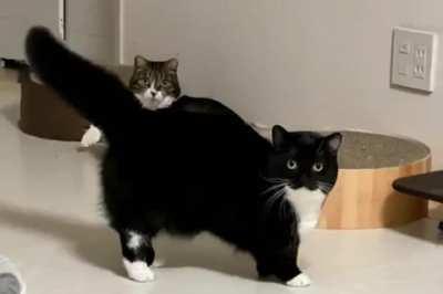 consider the following