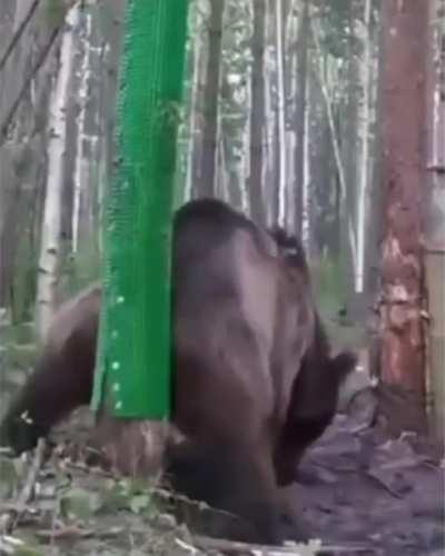 A man build a scratch spot for bears in the woods