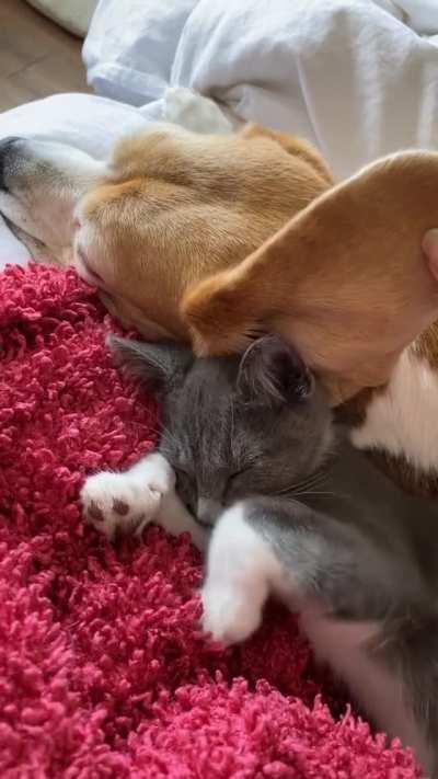 Hey where did my comfy blanket go