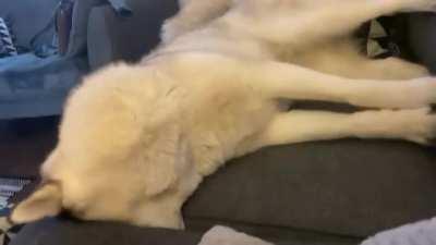 I wouldn't give her my sandwich