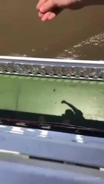 Vicious Attacking Shadow makes a friend