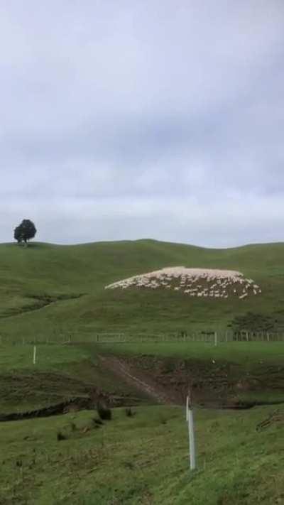 That's a mesmerizing sheep herd.