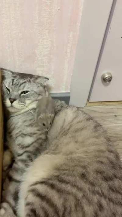 When a cat just gives up its job and social norms