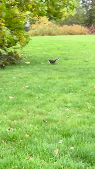 Saw this little guy on my walk home