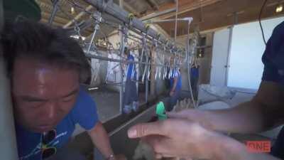 Vegan nearly DECAPITATED while on mission