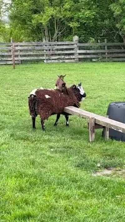 Just a cute gaoat chilling with a sheep :)
