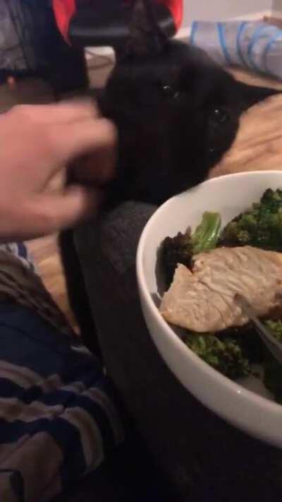 Anyone else have a polite food thief? I always give him a fair serving of chicken, but it’s never enough. (Sorry about the snot strings, he has allergies.)