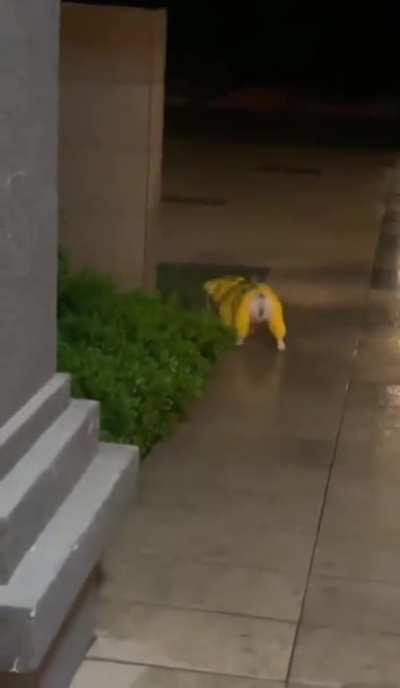 Full pack rain protection