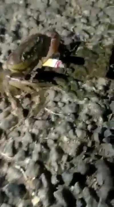 Краб курит сигарету