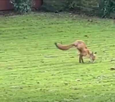 Fox with 2 legs