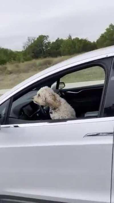 Blursed_Tesla_driver