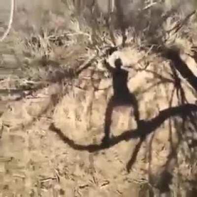 WCGW standing on a branch and bobbing it up and down