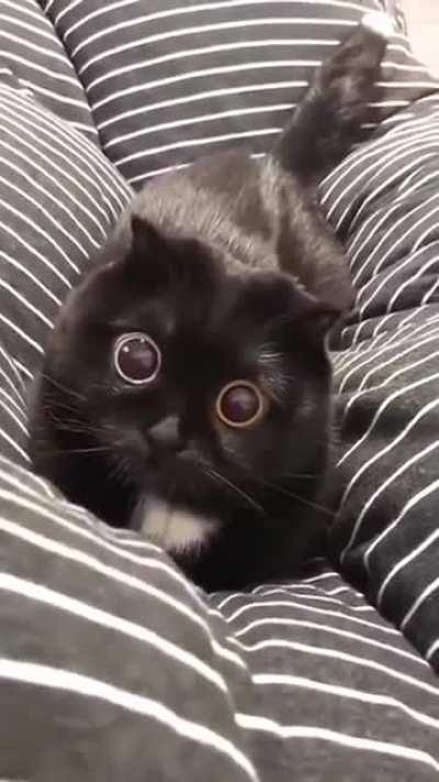 Подфарники