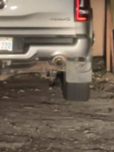 Got this little cutie that likes to “greet” us then run away when we come home from work