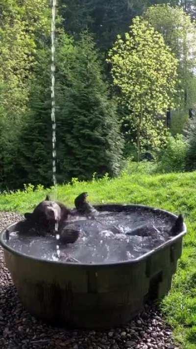 This bear having the time of his life