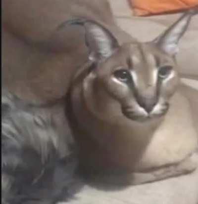 Floppa is pain in the A$$