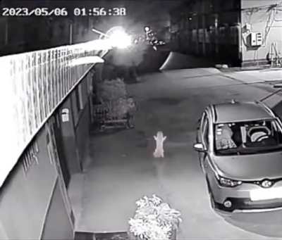 El gatito bailarín. 🐱