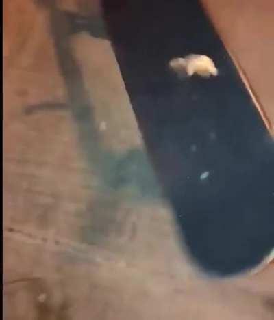 toady frog pro skater 2