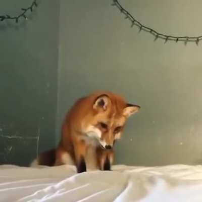 Ela acha que o lençol branco é neve, que fofinho