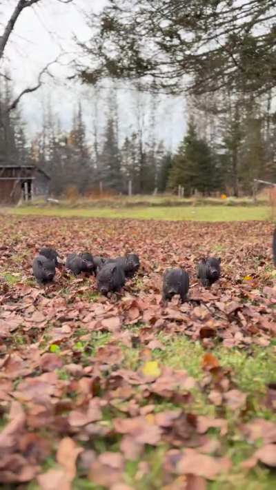 Omg baby piglets exploring so cute 😭 