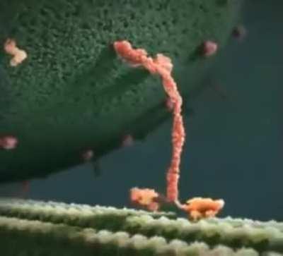 Kinesin do be kinda fresh tho