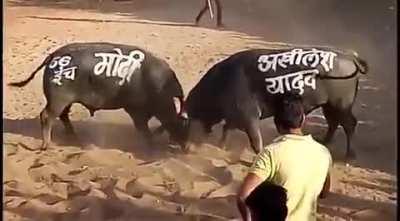 UP Election (c. 2022)