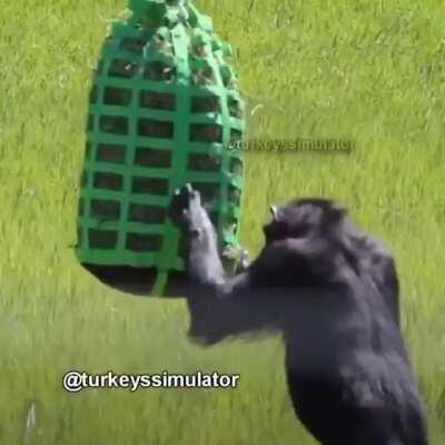 KAWGA DÖWÜŞ DEWAM