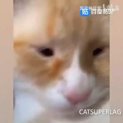 Is that chairman Mao, nice cat