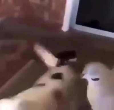 A gem I found on discord