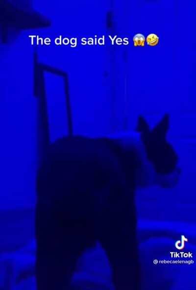 This dog has real imbiamba jombes vibes