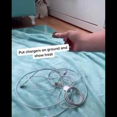 What a nice cute bunny