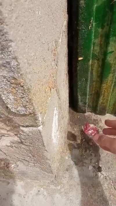 Feeding the hidden kitten