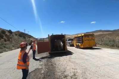 Amazing to see. There is nothing to say about this beauty.