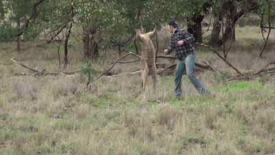 Man VS Kangaroo