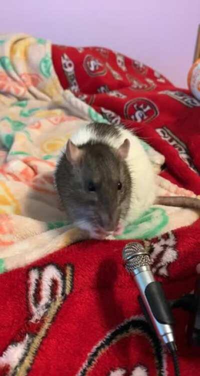 my coworker bought me a mini microphone so i can record Squid eating. best gift ever :)