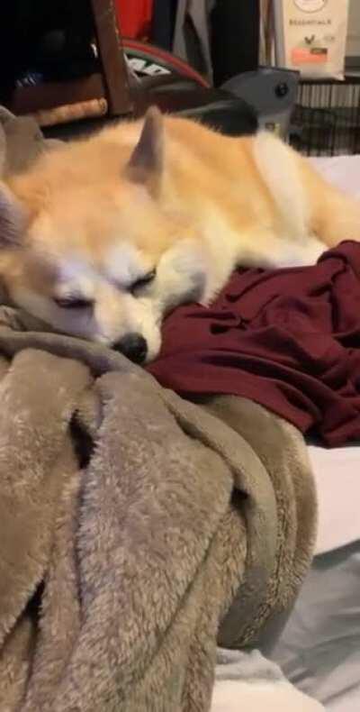 [OoT] My dogs name is Zelda. Whenever I play Zelda’s Lullaby (from Legend of Zelda: Ocarina of Time) she always falls asleep. Zelda’s lullaby really IS Zelda’s lullaby.