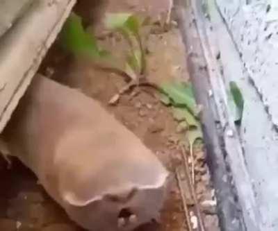 First time I see something like this! What's that?