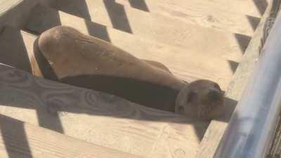 Sleepy Seal ain’t movin’