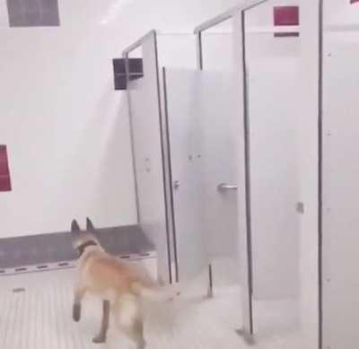 WCGW ditching your dog