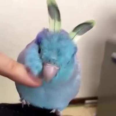 Am no bird, am bunny! But do love scritch tho