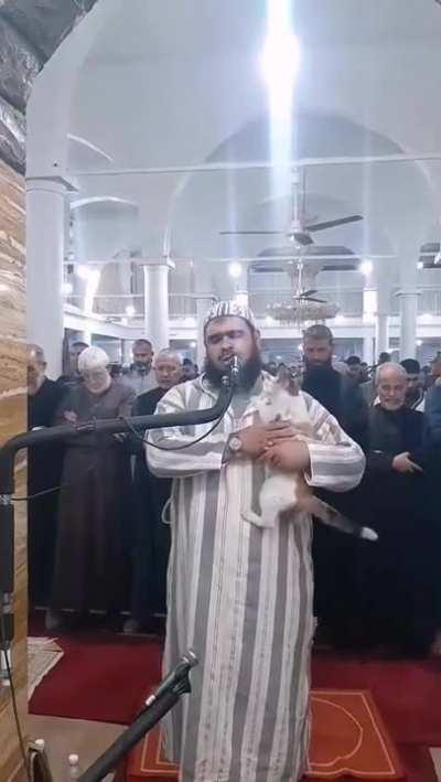 m&uuml;ezzin vs kedi