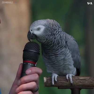 Meet Einstein, the smartest parrot in the world.