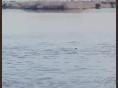 They run when they hear that the ting goes bang(Egyptian🇪🇬remix)