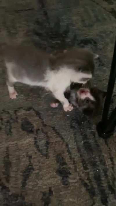 Illegally smol cat fight