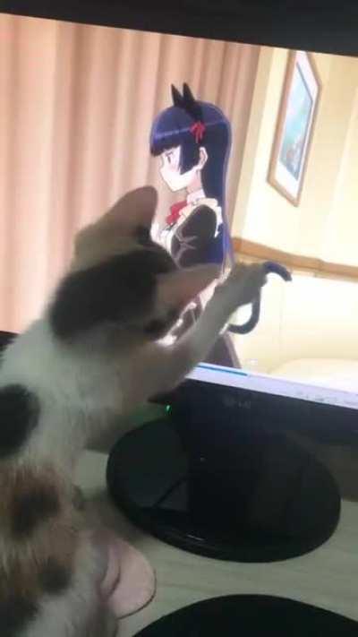 my cat likes kuroneko from oreimo