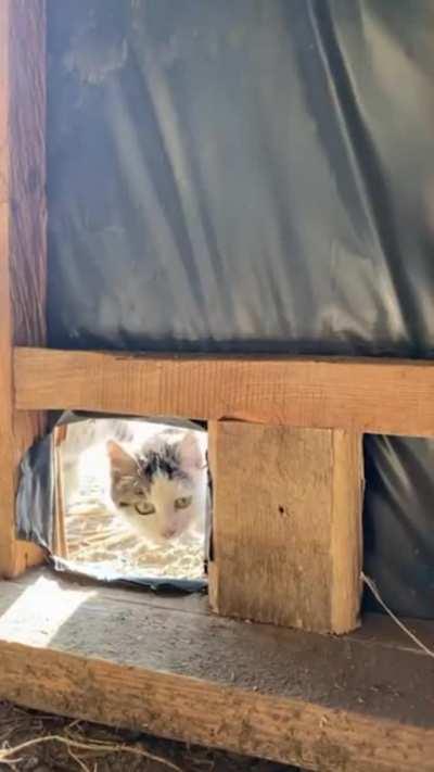 Cat checkpoint in Ukraine 