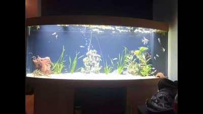 thoughts and tips on my 100gal? started adding fish on Monday and have got 1 more inhabitant left to add