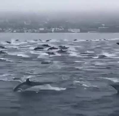🔥 If dolphins were horses, this would be a stampede...